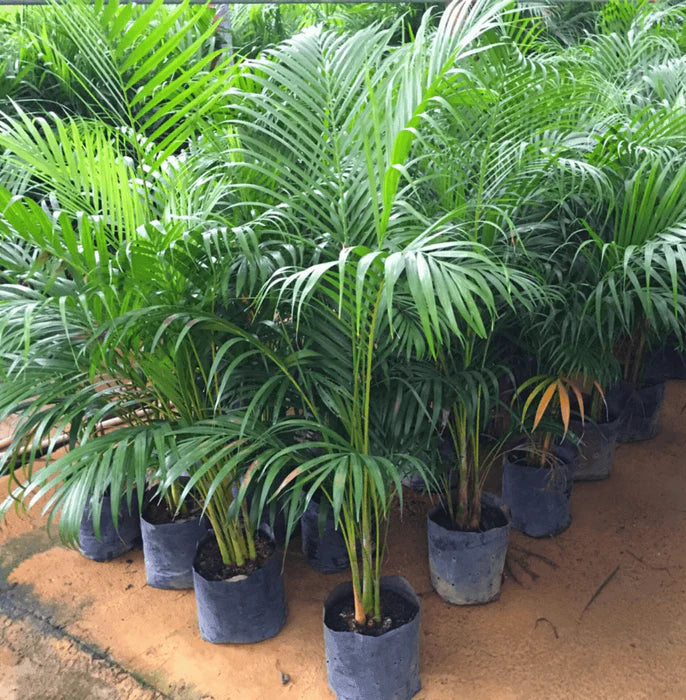 can areca palm grow outside Areca Palm (Indoor/Outdoor Air-Purifying Plant) – Height: 2-3 ft – Raj Farm And Nursery